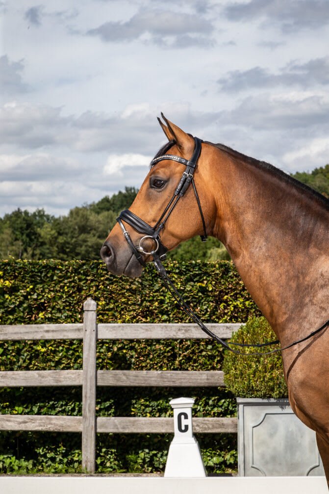 Dyon Matte Medium Crank Noseband Bridle With Flash Rond Leather Collection - Løwenborg - Dy'on