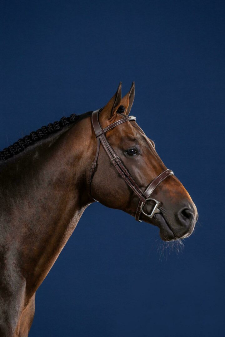 Dyon Cavesson Hunter Noseband Bridle US Collection - Løwenborg - Dy'on