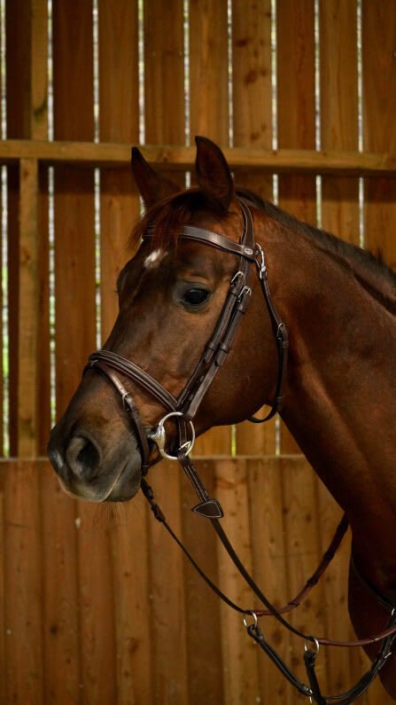 Dyon Flash Noseband Bridle With Snap Hooks Working By Dyon - Løwenborg - Dy'on