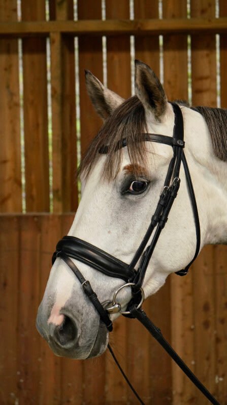 Dyon Matte Large Crank Noseband Bridle With Flash Working By Dyon - Løwenborg - Dy'on