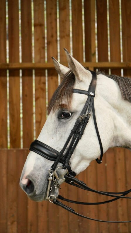 Dyon Matte Large Crank Noseband Double Bridle Working By Dyon - Løwenborg - Dy'on