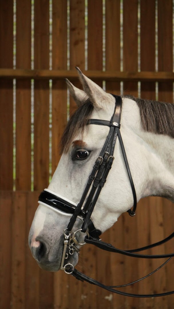 Dyon Patent Large Crank Noseband With White Padding Double Bridle Working By Dyon - Løwenborg - Dy'on
