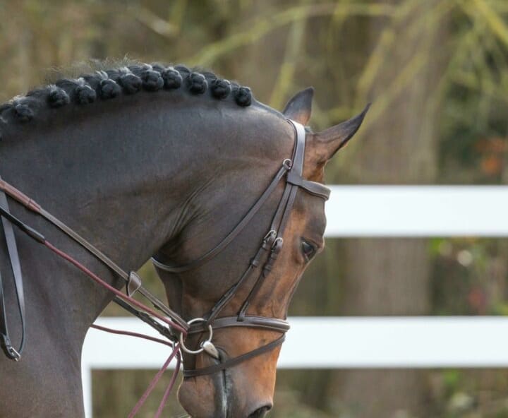 Dyon Leather/Nylon Draw Reins 16mm Working By Dyon