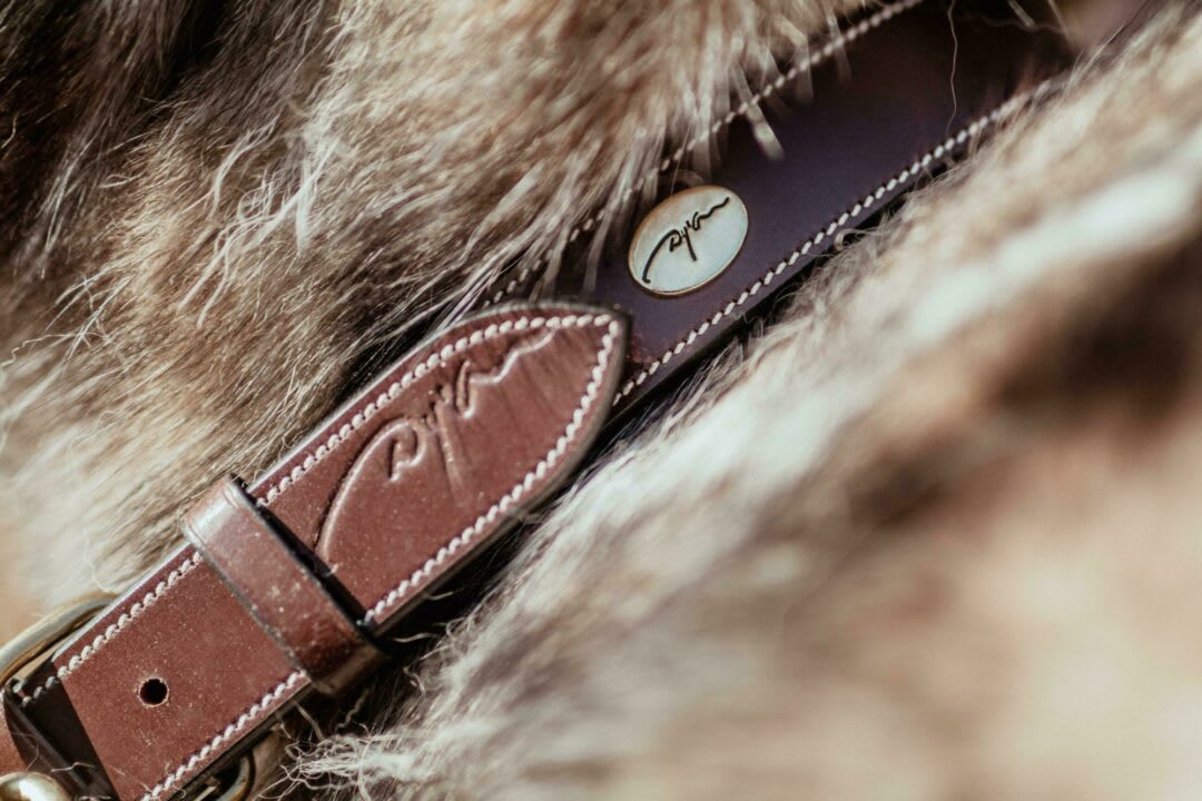 Dyon Flat Leather Dog Collar