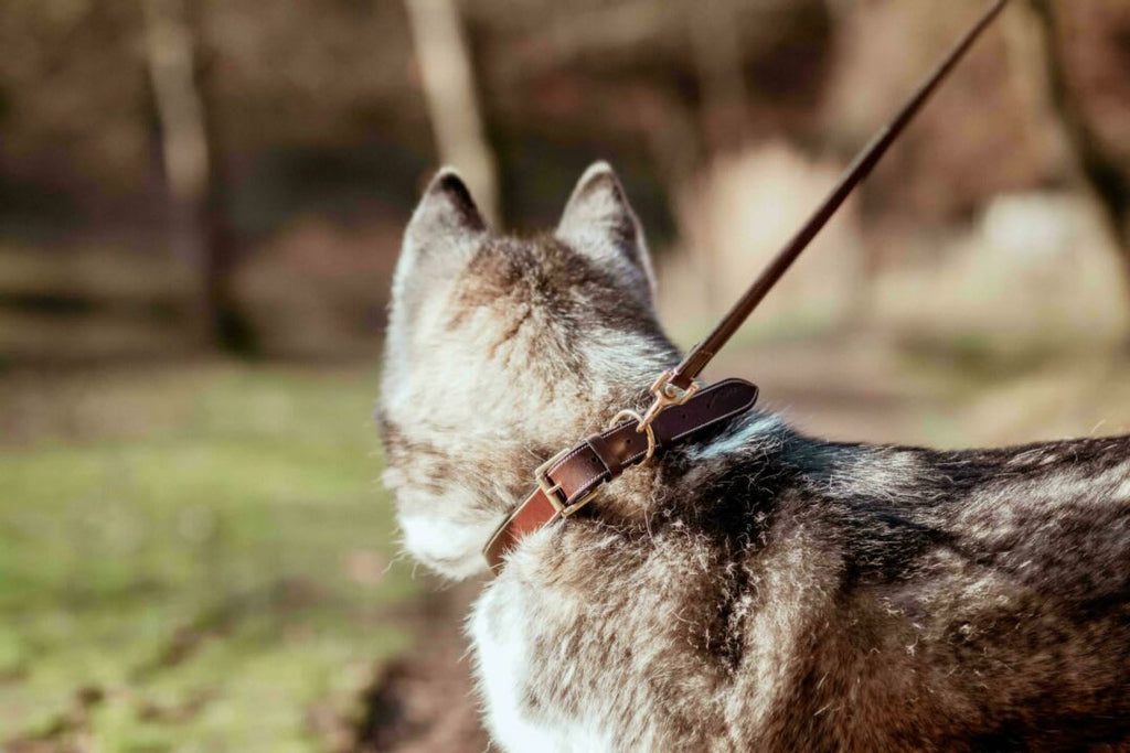 Dyon Flat Leather Dog Collar - Løwenborg - Dy'on