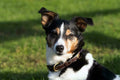 Dyon Fancy Dog Collar - Løwenborg - Dy'on