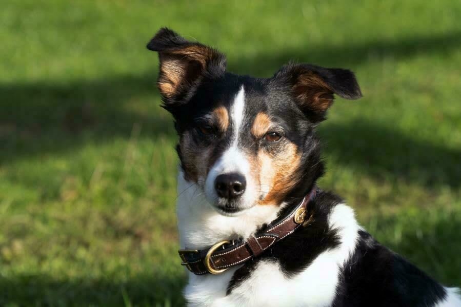 Dyon Fancy Dog Collar