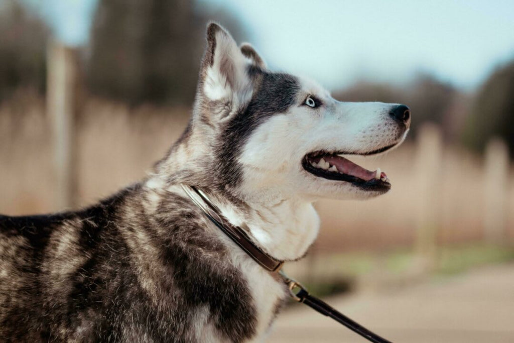 Dyon Fancy Dog Collar - Løwenborg - Dy'on