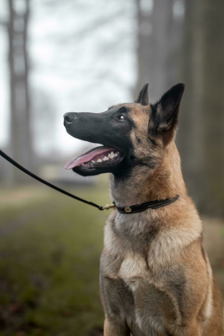 Dyon Fancy Dog Collar - Løwenborg - Dy'on