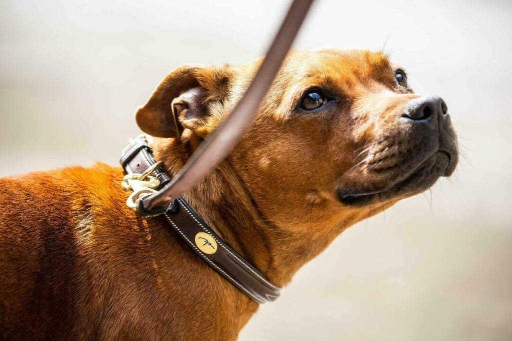 Dyon Fancy Dog Collar - Løwenborg - Dy'on