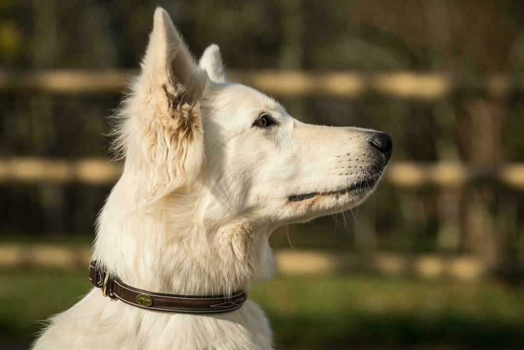 Dyon Fancy Dog Collar - Løwenborg - Dy'on