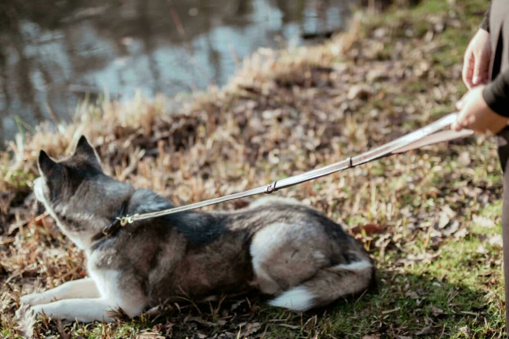 Dyon Adjustable Dog Leashes - Løwenborg - Dy'on