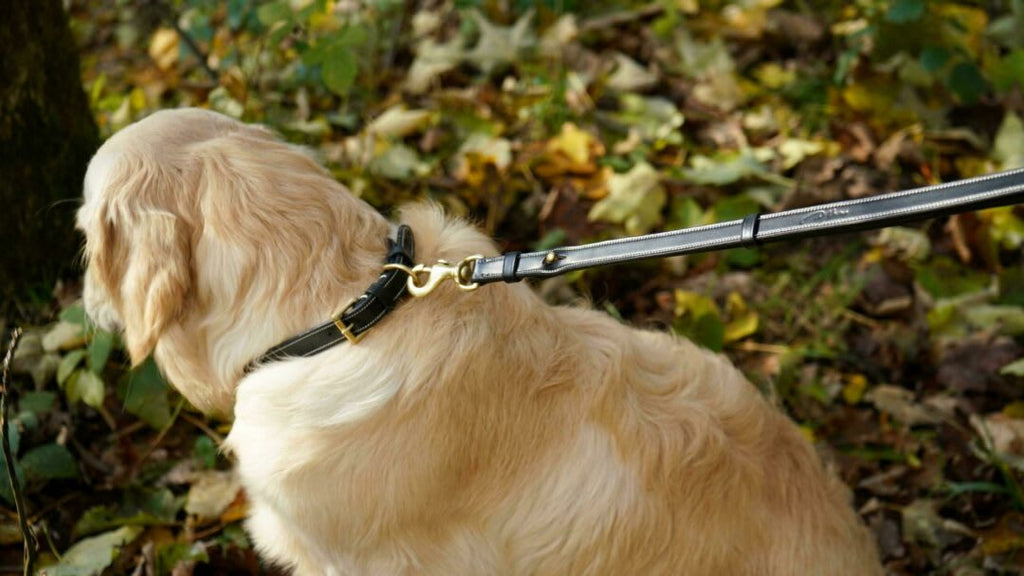 Dyon Adjustable Dog Leashes - Løwenborg - Dy'on