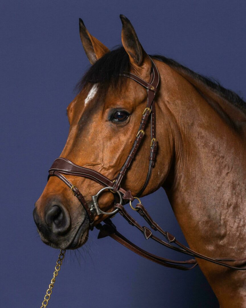 Dyon D Motion Bridle D Collection - Løwenborg - Dy'on