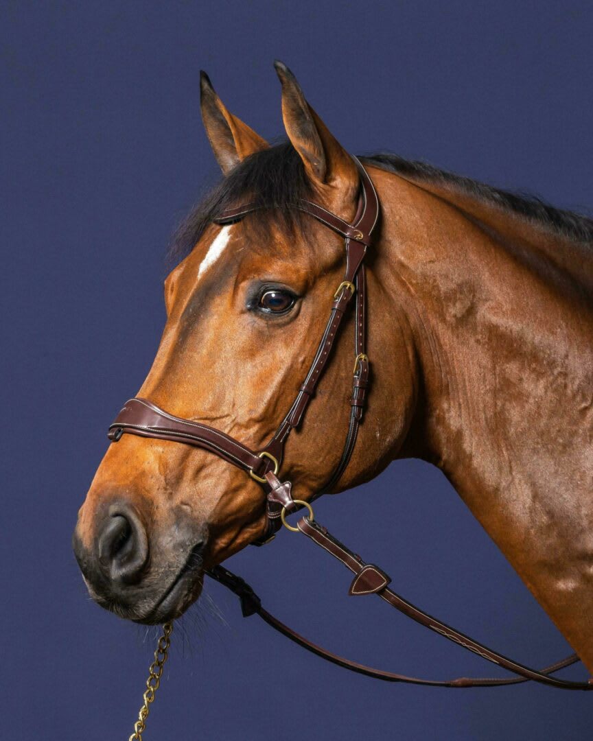Dyon D Motion Bridle D Collection - Løwenborg - Dy'on