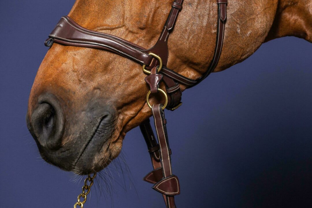 Dyon D Motion Bridle D Collection - Løwenborg - Dy'on
