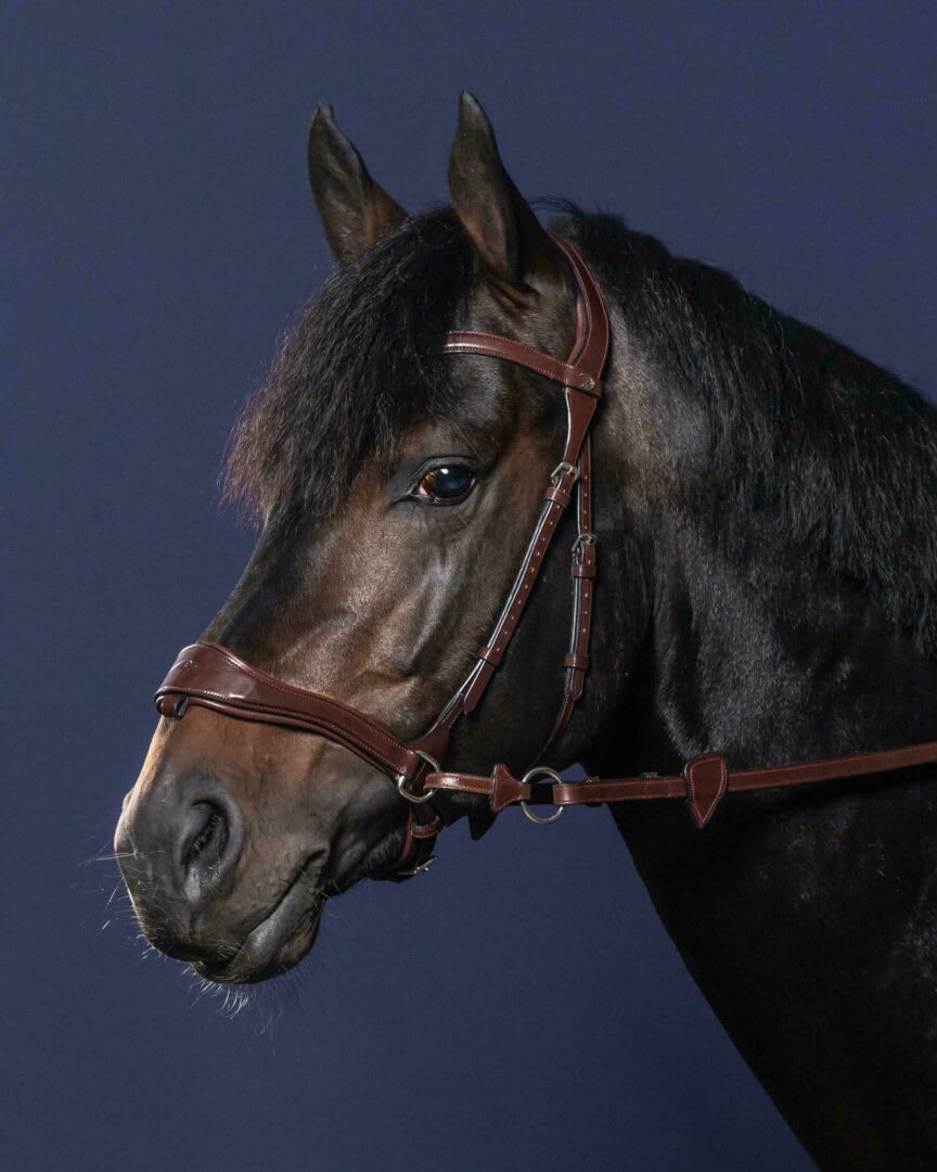 Dyon D Motion Bridle New English Collection - Løwenborg - Dy'on