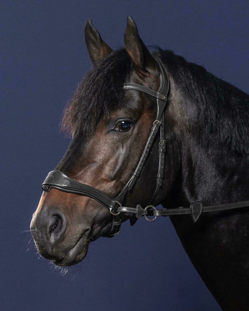 Dyon D Motion Bridle New English Collection - Løwenborg - Dy'on