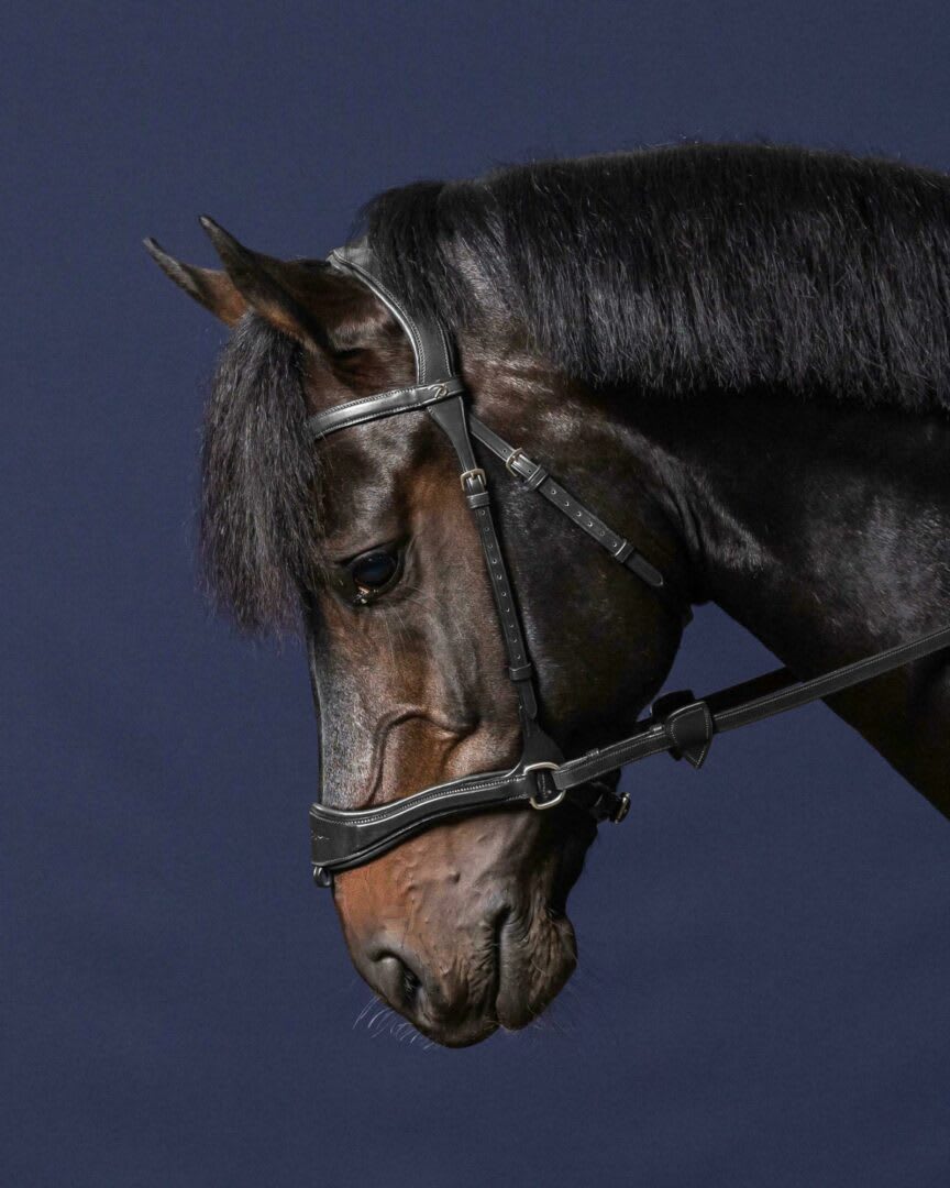 Dyon D Motion Bridle New English Collection - Løwenborg - Dy'on