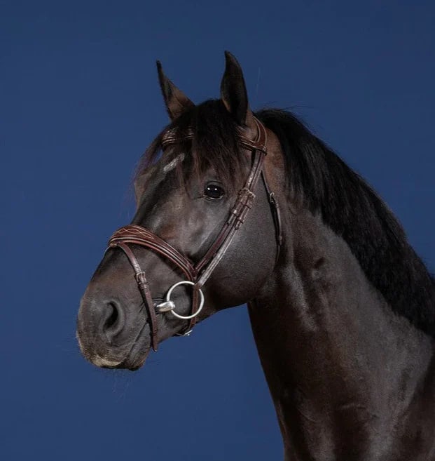 Dyon Anatomic Flash Noseband Bridle US Collection - Løwenborg - Dy'on