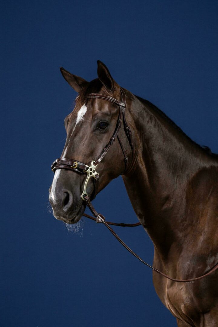 Dyon Hackamore Bridle US Collection - Løwenborg - Dy'on