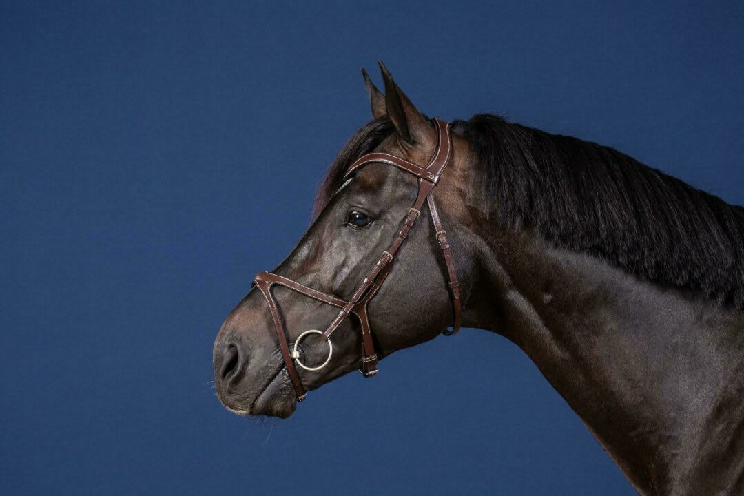 Dyon X - Fit Bridle US Collection - Løwenborg - Dy'on