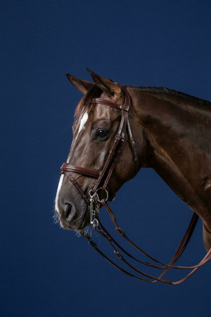 Dyon Flash Noseband Double Bridle New English Collection - Løwenborg - Dy'on