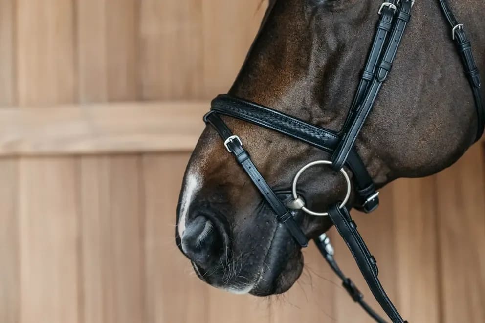 Dyon Plaited Flash Noseband Bridle New English Collection - Løwenborg - Dy'on