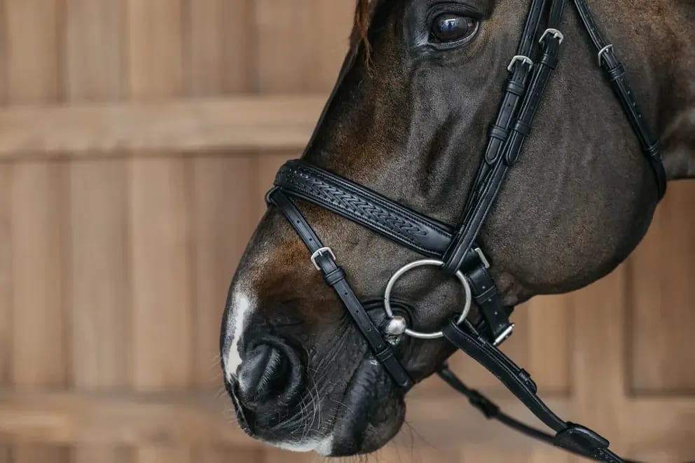 Dyon Plaited Flash Noseband Bridle with Pull back New English Collection - Løwenborg - Dy'on