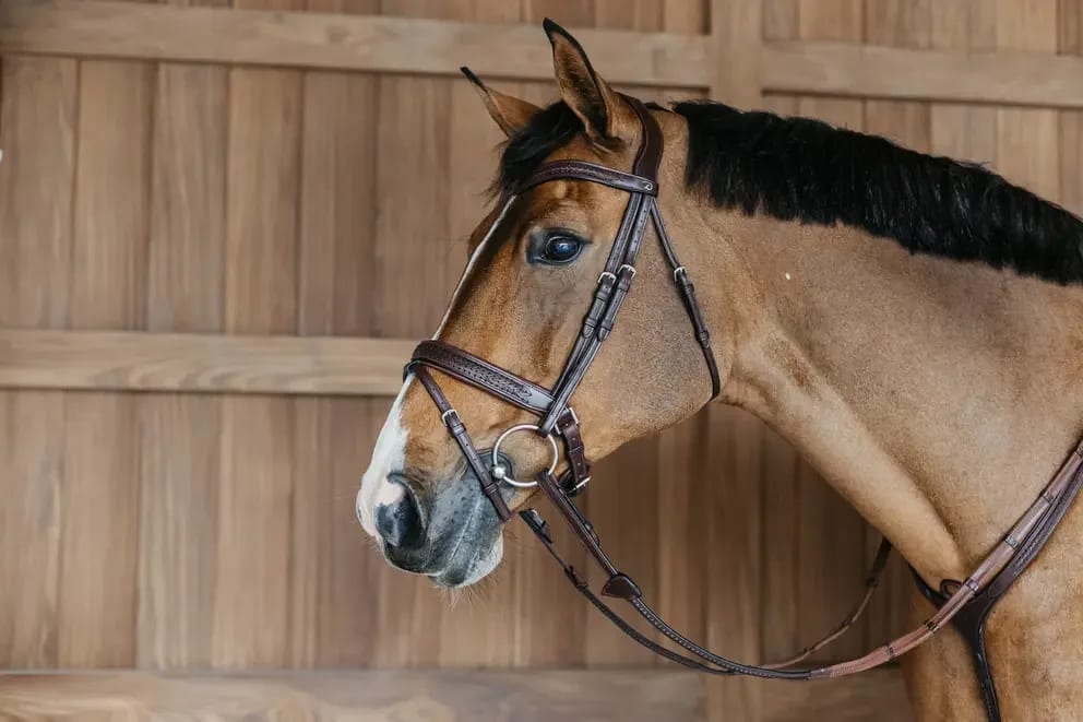 Dyon Plaited Flash Noseband Bridle with Pull back New English Collection - Løwenborg - Dy'on