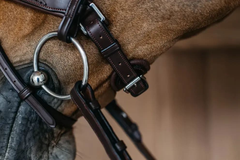 Dyon Plaited Flash Noseband Bridle with Pull back New English Collection - Løwenborg - Dy'on