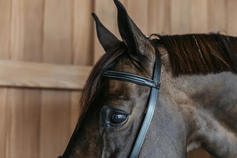 Dyon Training Bridle Working By Dyon - Løwenborg - Dy'on