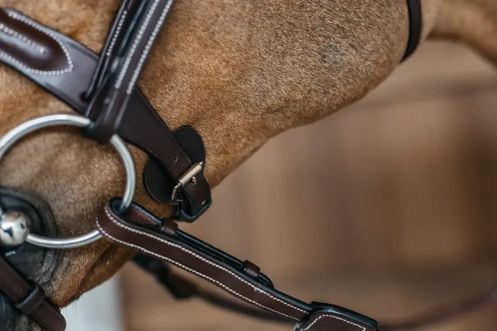 Dyon Braided Flash Noseband Bridle D Collection - Løwenborg - Dy'on