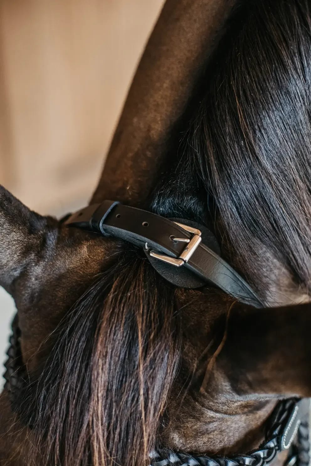 Dyon Plaited Training Bridle