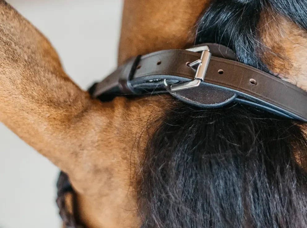 Dyon Plaited Training Bridle - Løwenborg - Dy'on