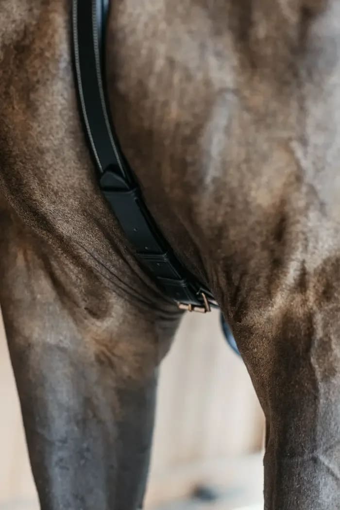 Dyon 5 Points Breastplate w/Elastic D Collection