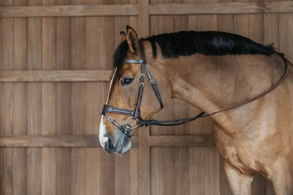 Dyon Working Motion Bridle Working By Dyon