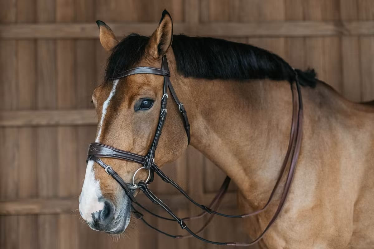 Dyon Working Motion Bridle Working By Dyon