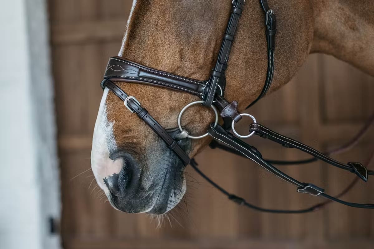 Dyon Working Motion Bridle Working By Dyon