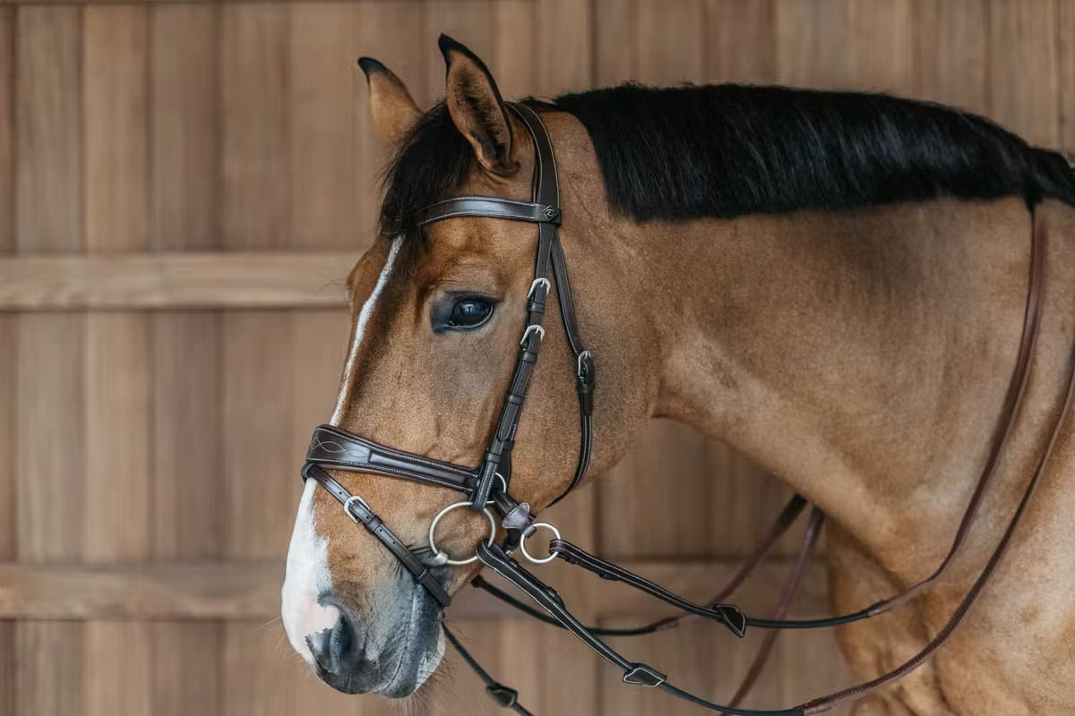 Dyon Working Motion Bridle Working By Dyon