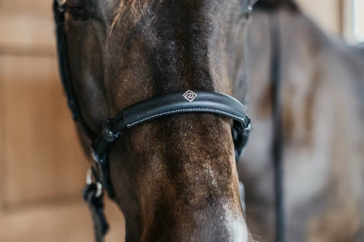 Dyon Bitless Bridle Working By Dyon - Løwenborg - Dy'on