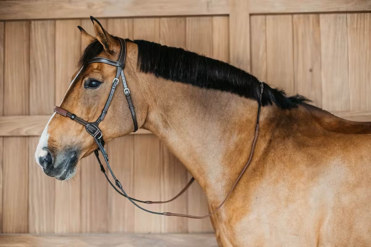 Dyon Bitless Bridle Working By Dyon - Løwenborg - Dy'on