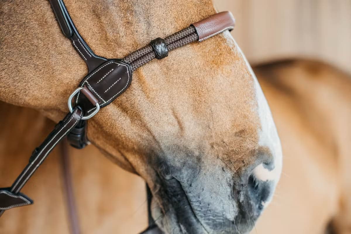 Dyon Bitless Bridle Working By Dyon - Løwenborg - Dy'on