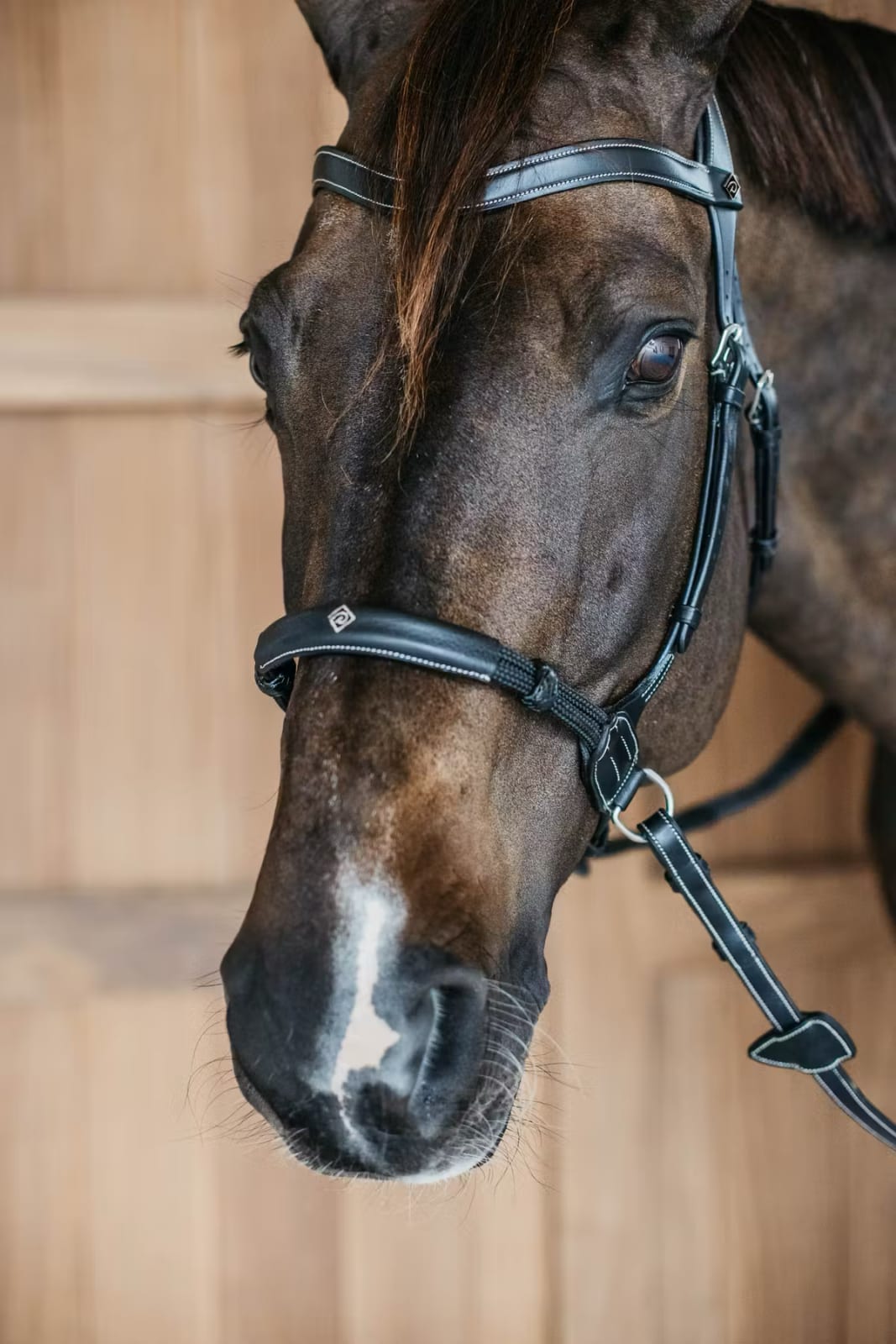 Dyon Bitless Bridle Working By Dyon - Løwenborg - Dy'on