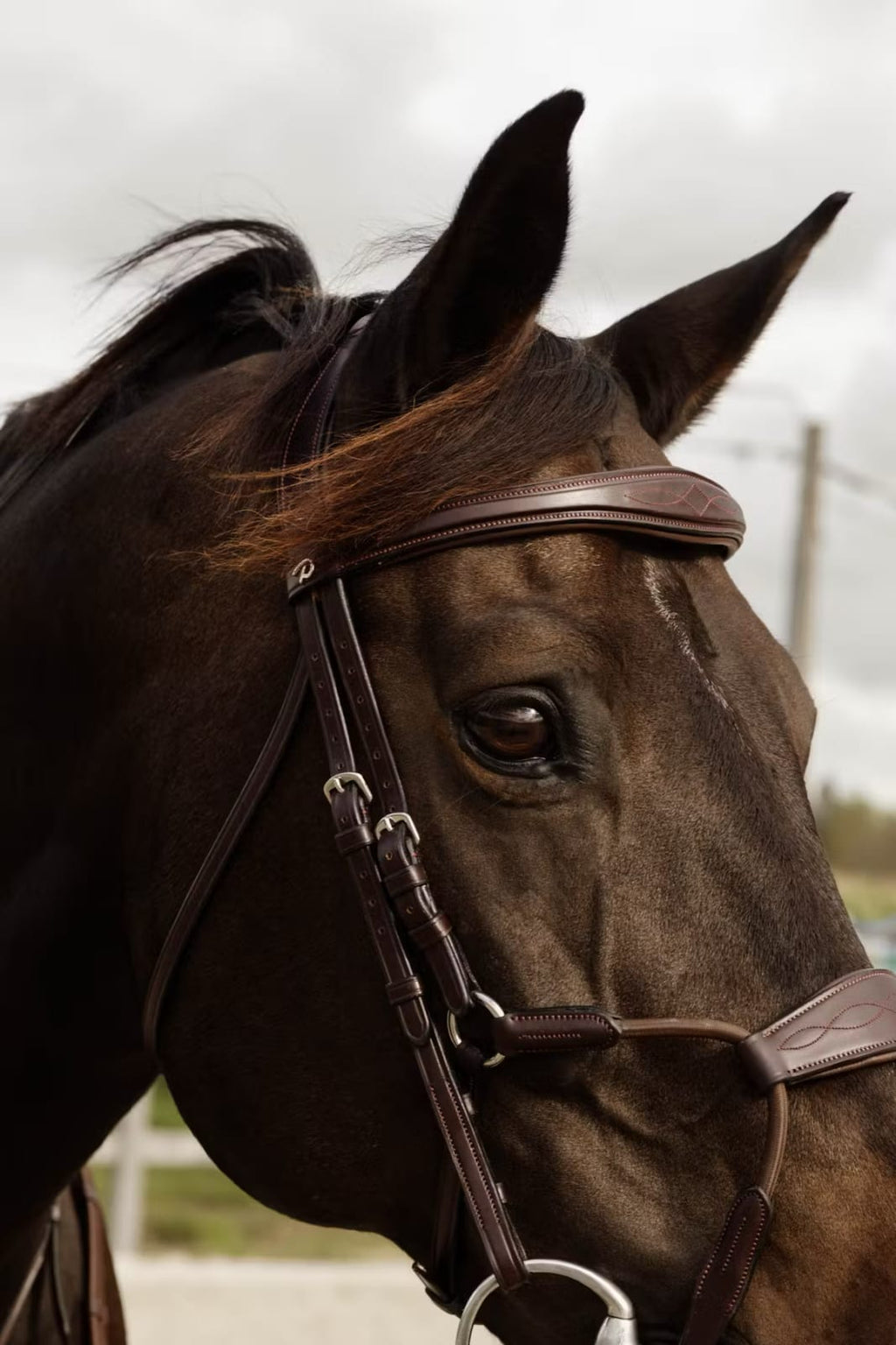 Dyon Elastic Hybrid Noseband Bridle New English Collection - Løwenborg - Dy'on