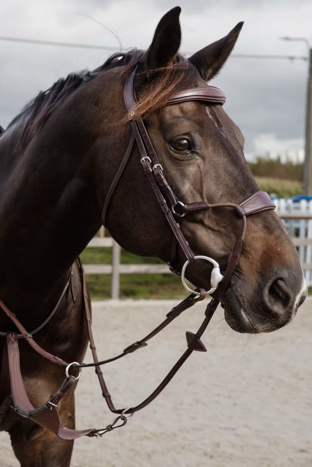 Dyon Elastic Hybrid Noseband Bridle New English Collection - Løwenborg - Dy'on