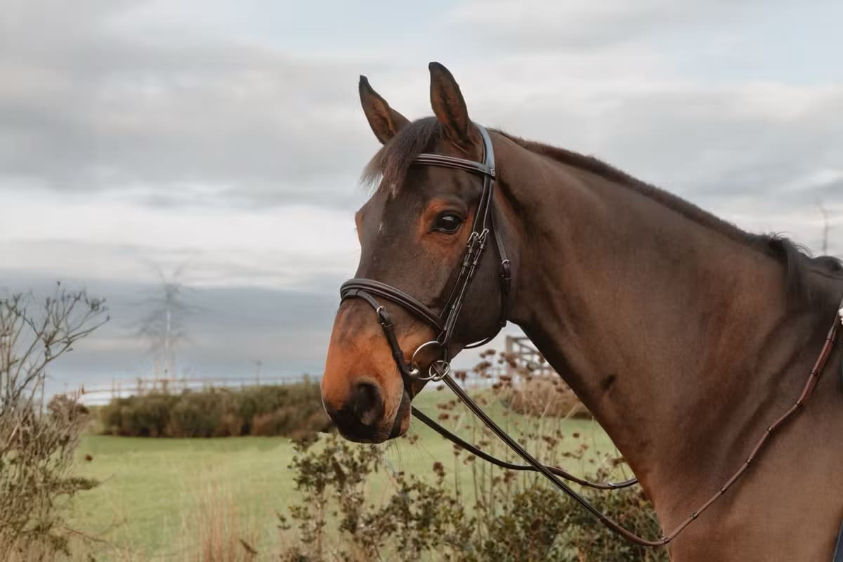 Dyon 13mm Rubber Reins w/7 Leather Loops Ring Closure Working By Dyon