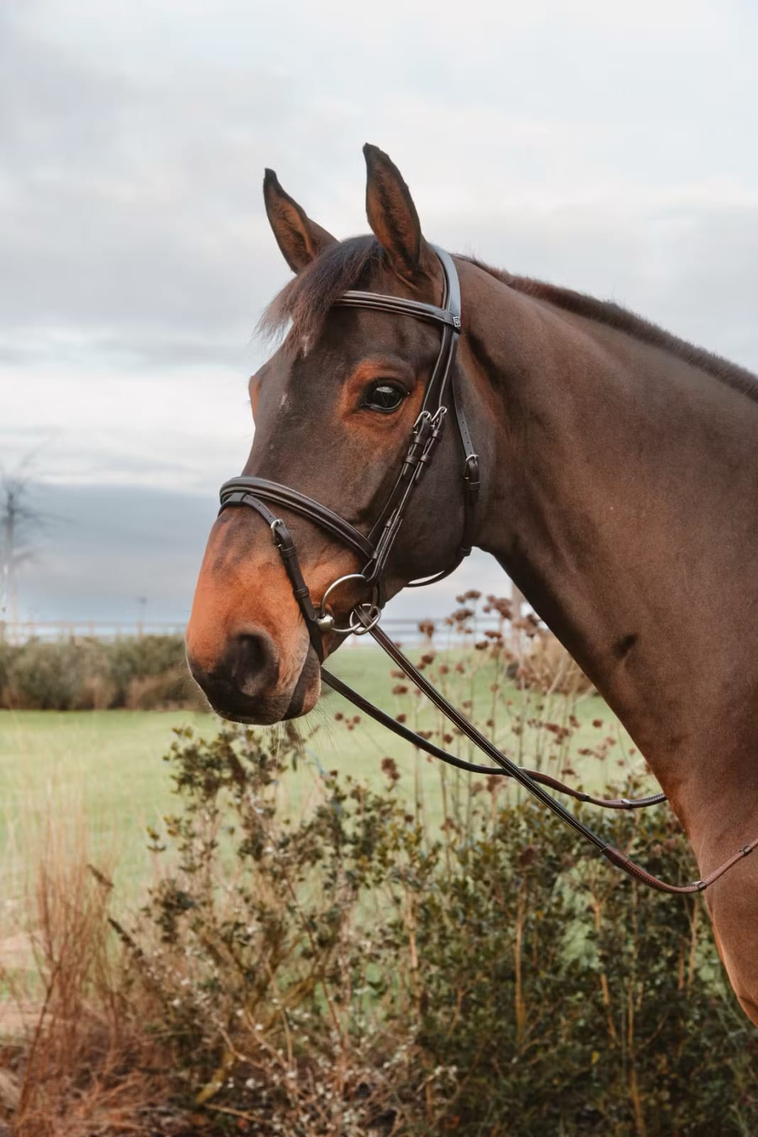 Dyon 13mm Rubber Reins w/7 Leather Loops Ring Closure Working By Dyon