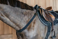 Dyon Elastic Breastplate D Collection - Løwenborg - Dy'on