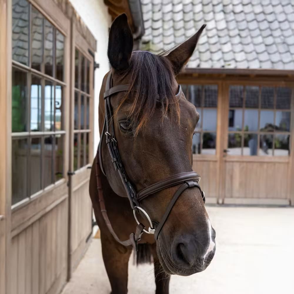 Dyon Flash Noseband Bridle Soft Leather Collection - Løwenborg - Dy'on